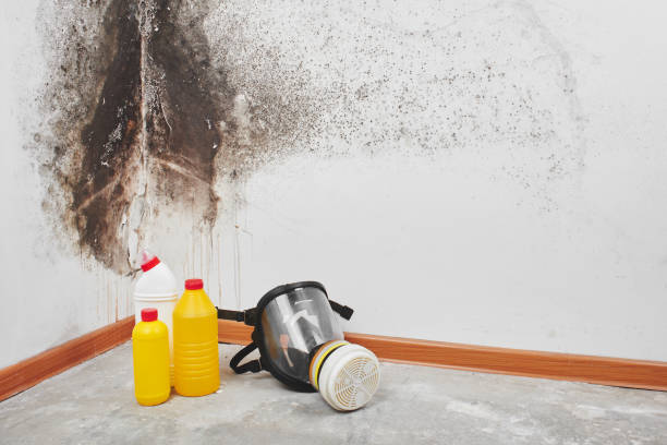Professional Mold Remediation in Green Springs, OH