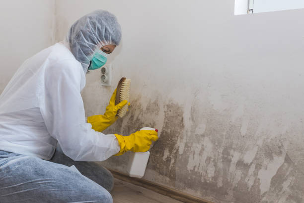 Best Basement Mold Remediation in Green Springs, OH