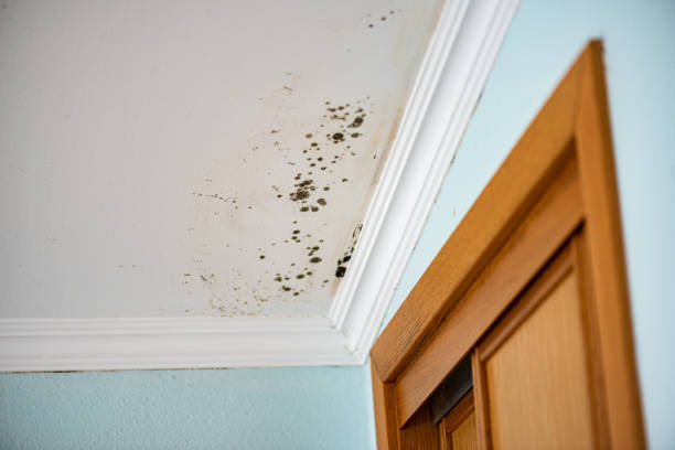 Best Bathroom Mold Remediation in Green Springs, OH