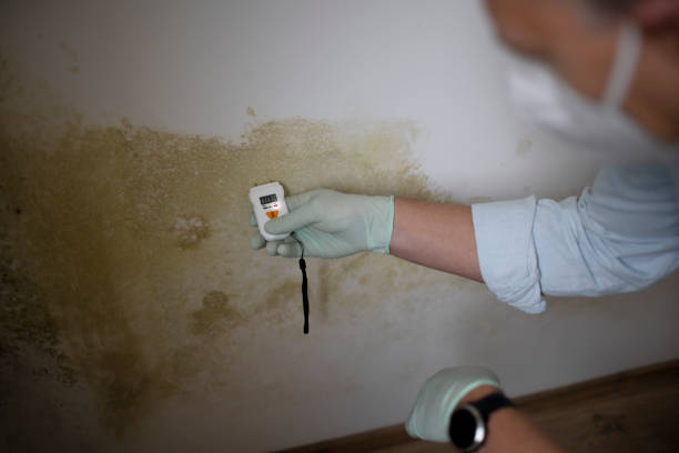 Best Black Mold Remediation in Green Springs, OH