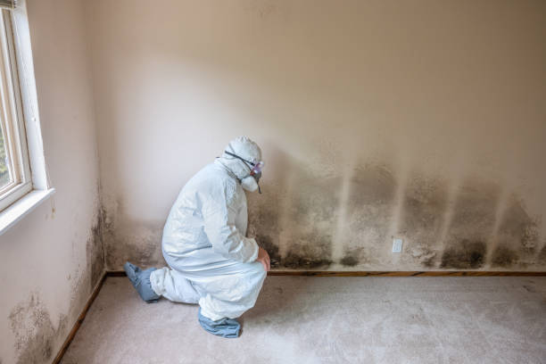 Best Emergency Mold Remediation in Green Springs, OH