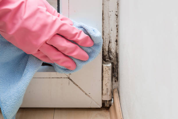 Professional Mold Remediation in Green Springs, OH