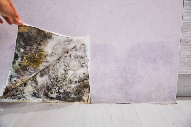 Best Post-Flood Mold Remediation in Green Springs, OH